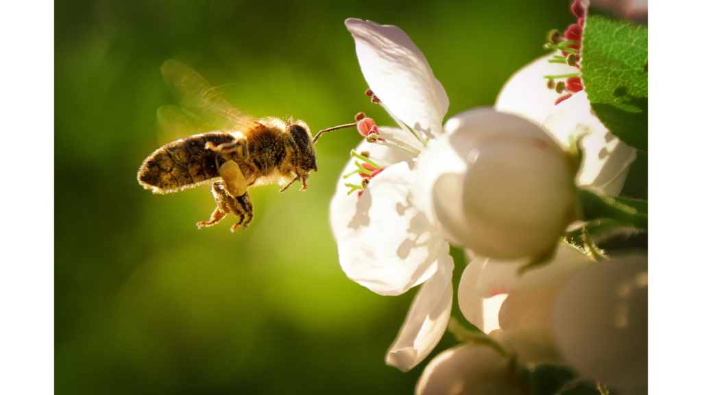 honeybee appraoching flower