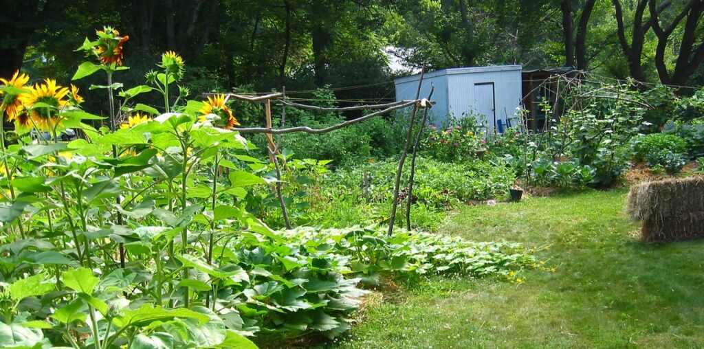 Yard deigned with food crops and flowers. 