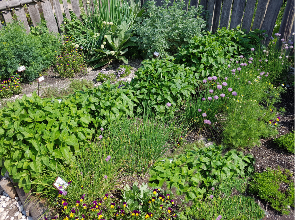 herb garden