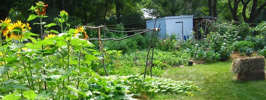 foodscaped yard garden with vegetables and flwoers