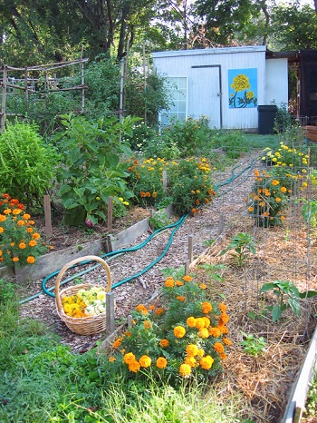 back yard growing organic veggies and flowers