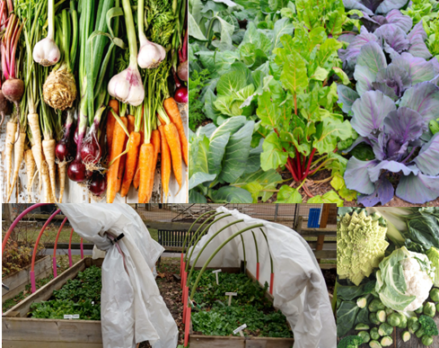 Fall and sinter garden root and leaf crops and hoop houses