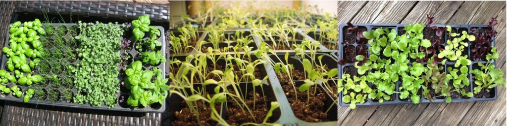 Three photos of seedlings
