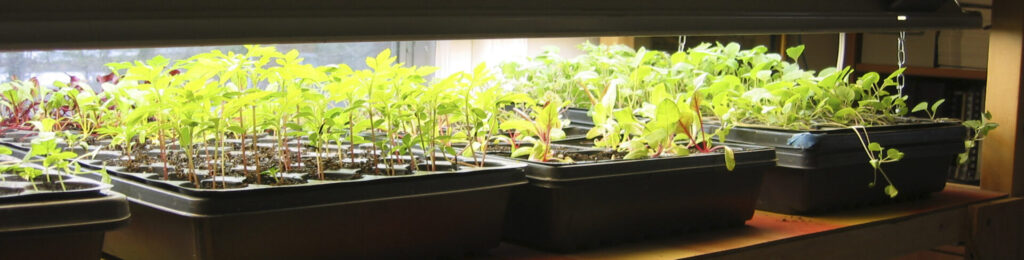 Seedlings in seed starting tray on indoor seed starting rack under lights