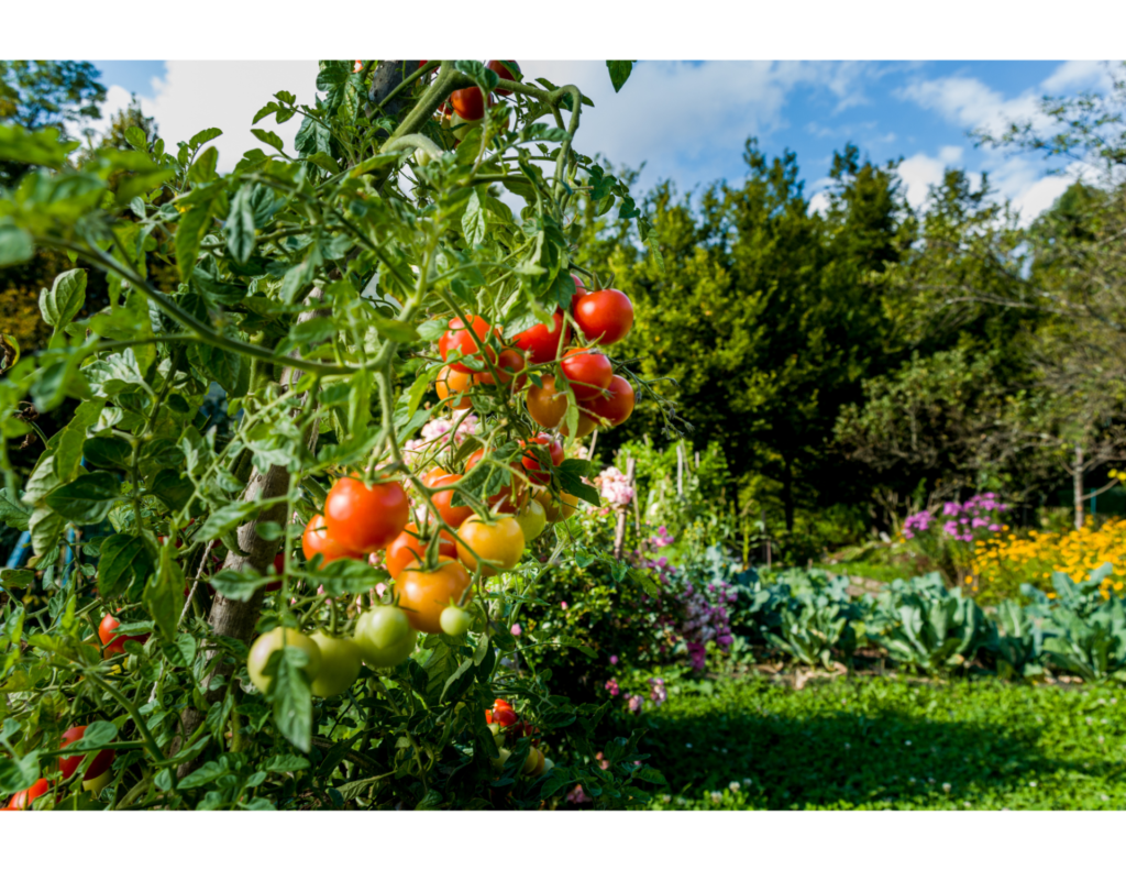 Vibrant tomatoes growing in the foreground with a green garden in the background.