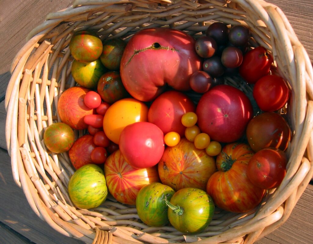 Basket with lots of tomatoes of different sizes and colors