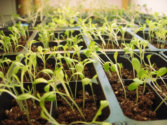 Baby Seedlings under lights in seed starting trays