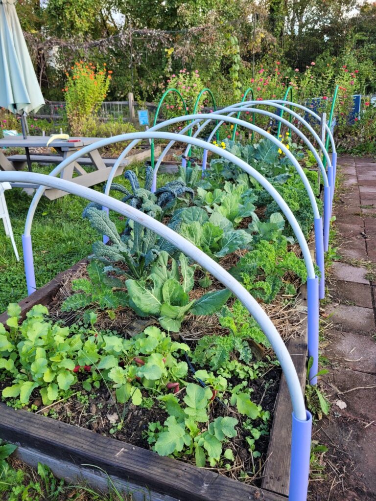 cool season greens for fall and winter in a hoop house