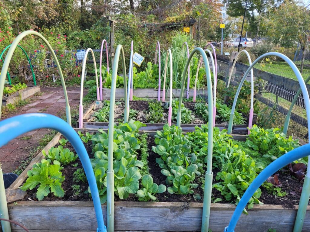 Hoop houses with cool season vegetable crops.