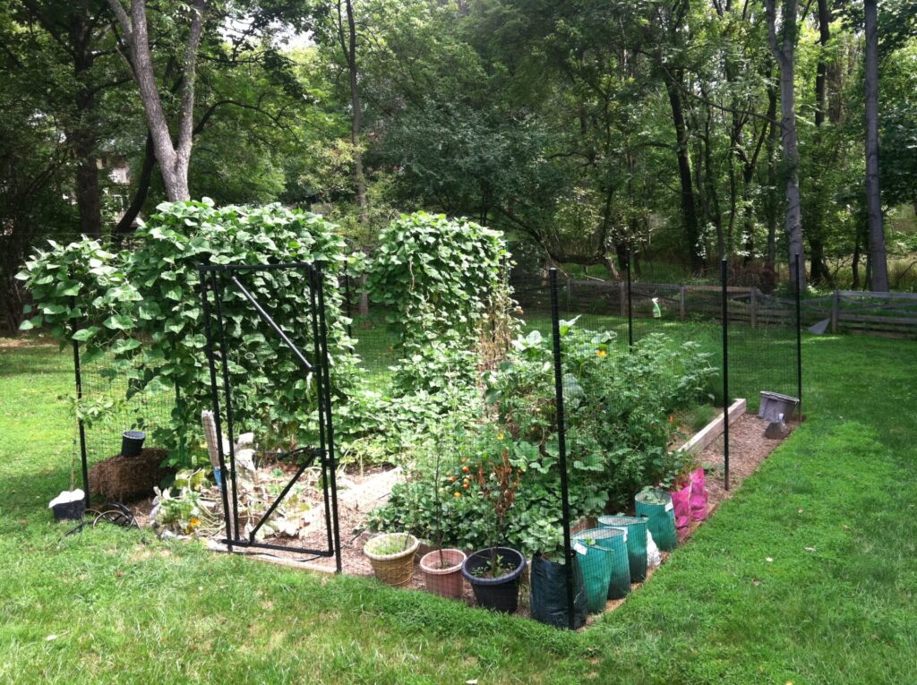 Fenced in raised bed and container Vegetable garden in a yard. 