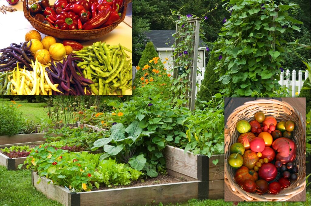 How to start a vegetable garden main class image shows a photo of a raised vegetable garden plus two insert photos of home grown produce including tomatoes peppers and beans