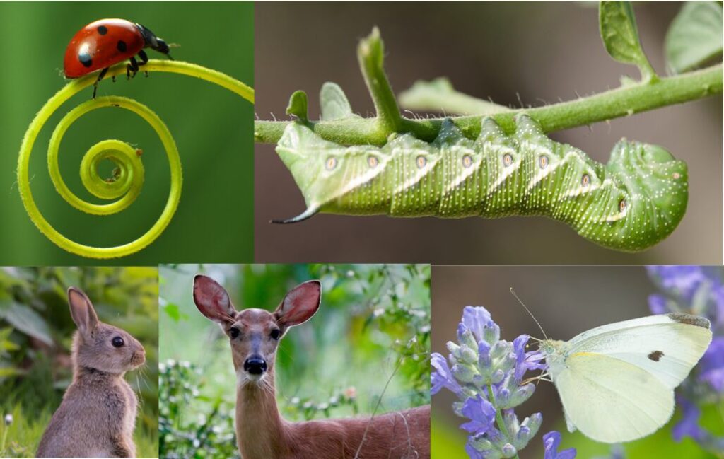 Images of garden critters, lady bug, tomato horn worm, rabbit, deer, cabbage moth