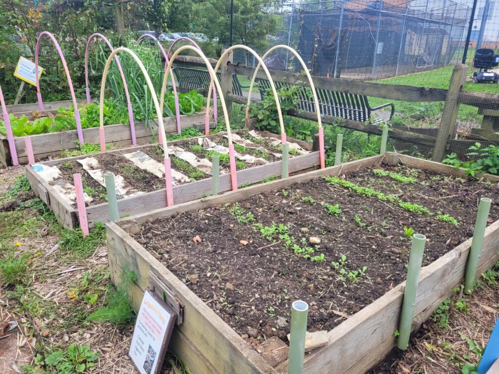 photo of raised beds with hoop houses and young fall plantings 