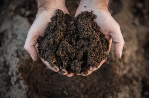 hands holding rich dark gardening soil