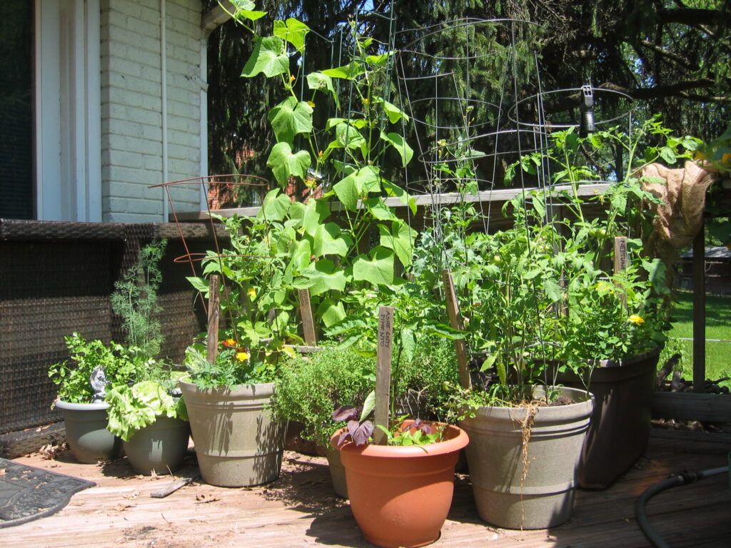 Container garden on a deck