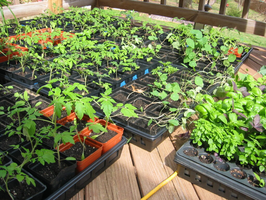 Trays of seedlings hardening off in the sun on a deck 