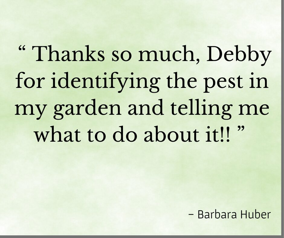 Testimonial for Debby Ward, organic gardening coach, "Thanks so much Debby for identifying the pest in my garden and telling me what to do about it!!" -  Barbara 