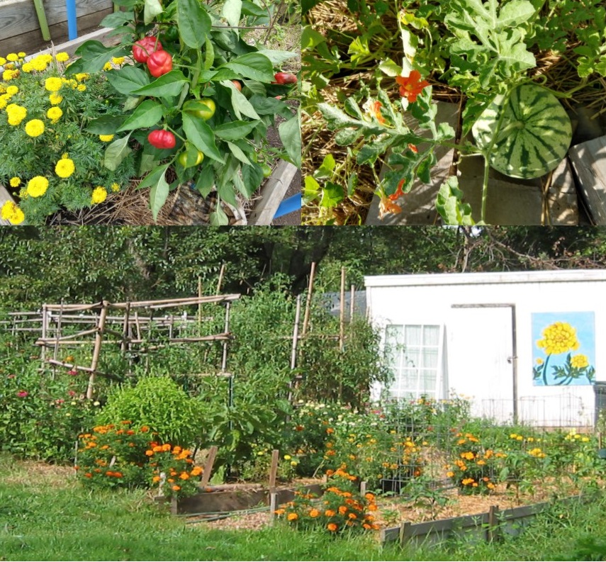 three images, one of marigolds and peppers growing together, one of watermelon and nasturtium growing together rand one of a companion planted vegetable garden