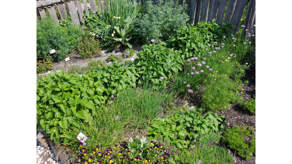 Small herb garden