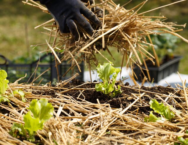 Gloved hands adding straw mulch around lettuce transplants in an annual vegetable garden.