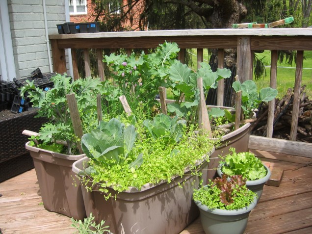 Grow a Bountiful Fall Container Garden – No Backyard Required!