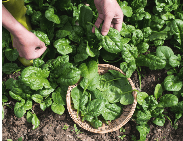 Growing Spinach in the Fall