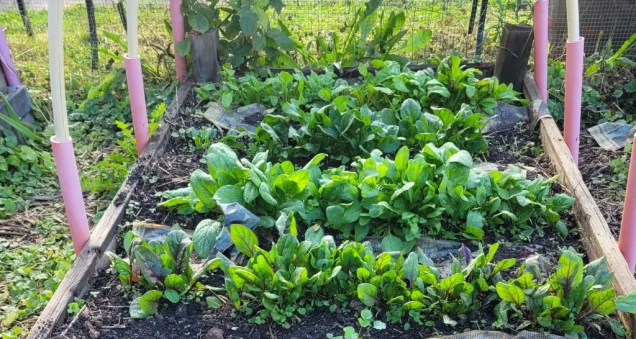 Fall sown spinach in a raised bed