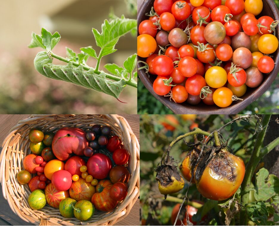 Grow great tomatoes main image with two baskets of tomatoes a photo of a tomato hornworm and one of a diseased tomato