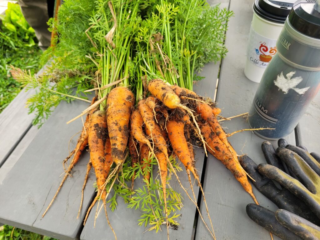 harvested home grown carrots