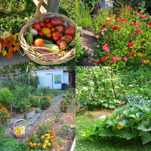 Grow Great Tomatoes Course