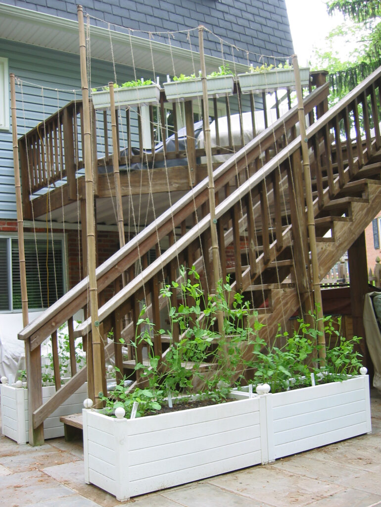 Container garden on a deck with trellis