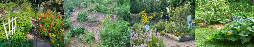 Four companion planted vegetable garden photos