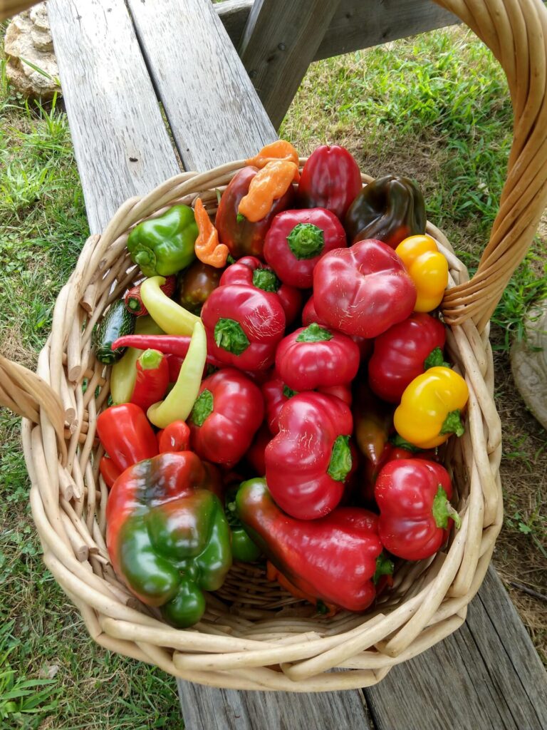 home grown peppers