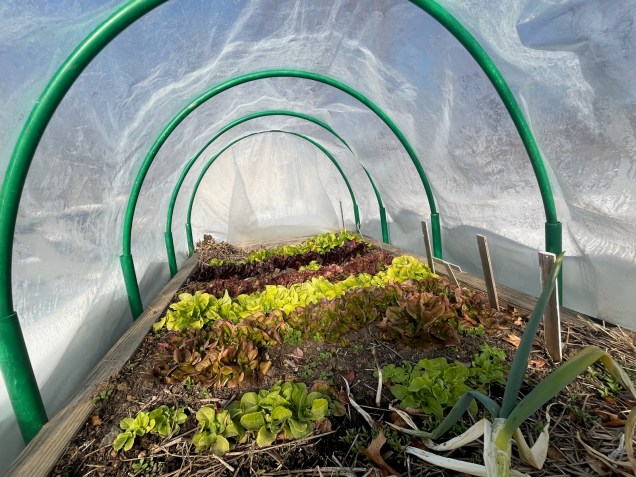 lettuces in a hoop house that lived through below zero temperatures