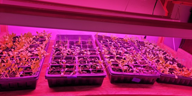 spring greens of lettuce, kale cabbage, broccoli, cauliflower, kohlrabi, chard, leeks and petunias under full spectrum lights