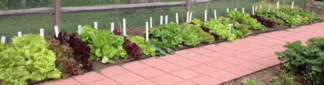 lettuce display of over twenty varieties of lettuce in a vegetable garden 