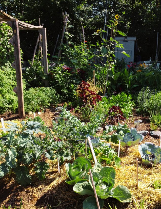Vegetable garden design with late spring cabbage and kale and summer planted flowers and herbs. 