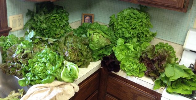 Lettuce harvest from winter vegetable garden