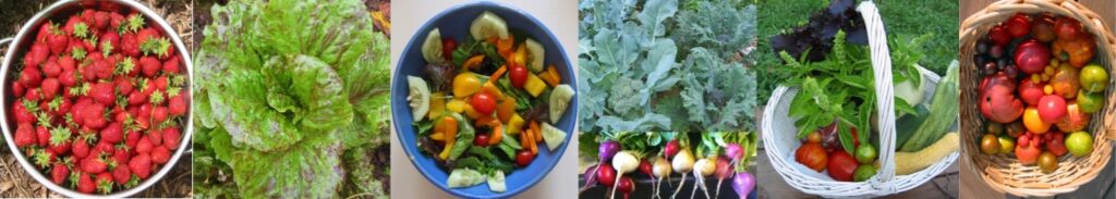 garden harvest of strawberries, broccoli, tomatoes, and more plus a salad bowl made with home grow  veggies 