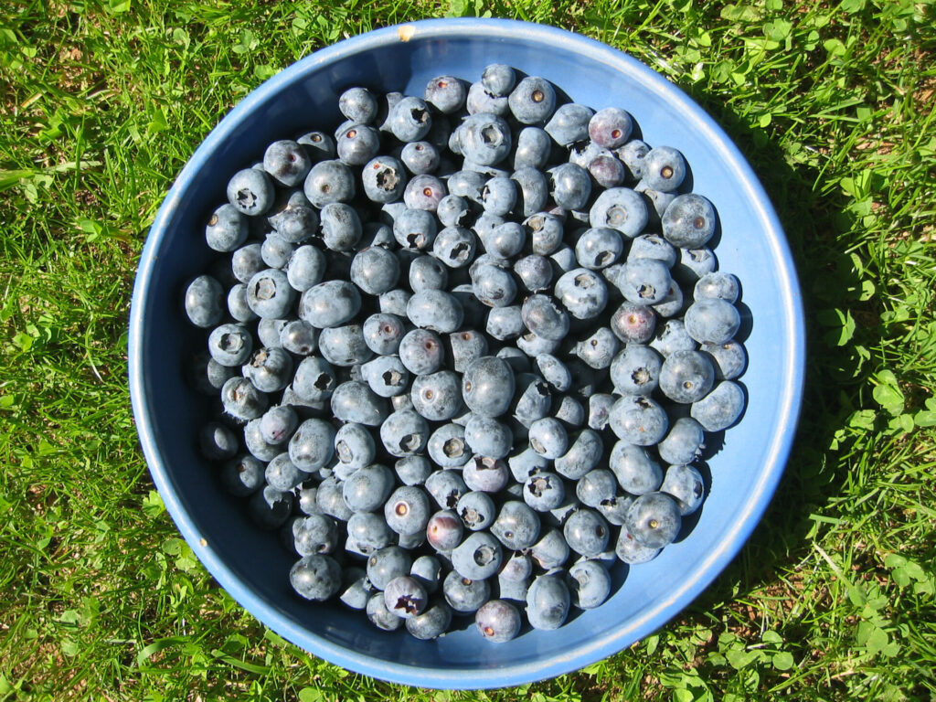 Blueberry harvest