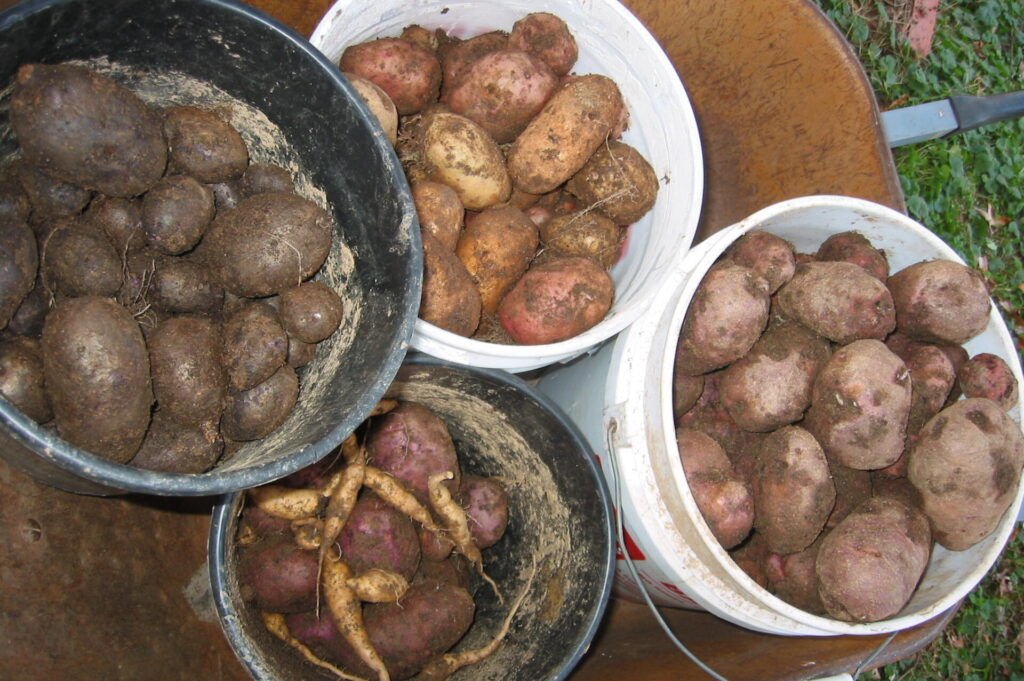 buckets of freshly dug potatoes