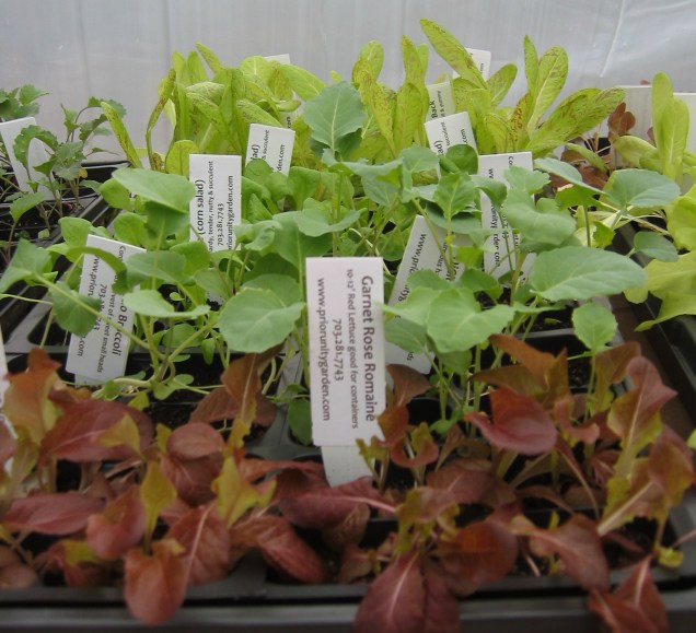 locally grown veggie plants 