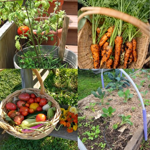 Tomato, carrot, eggplant, zucchini and flower harvest from home garden. Raised bed vegetable garden. Tomato container. 